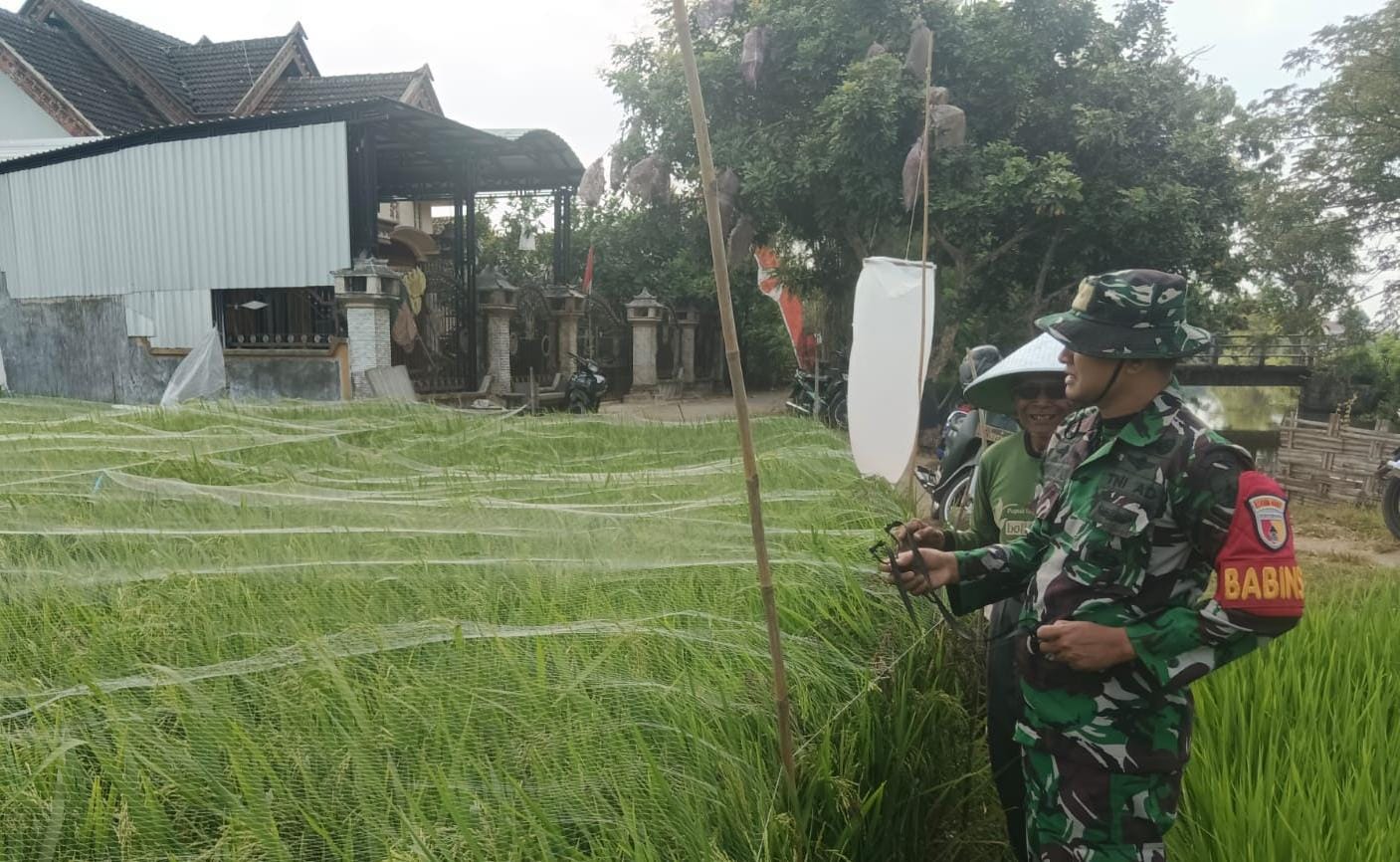 Babinsa Karangrejo Dampingi Petani Usir Hama Burung, Upaya Maksimalkan Hasil Panen